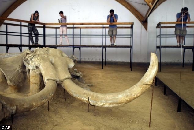 Các sinh viên khảo cổ học đang nghiên cứu những bộ xương voi ma mút mới tìm thấy này.