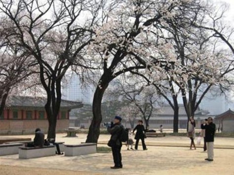 Lễ hội hoa anh đào lớn nhất hàng năm gần đây ở Hàn Quốc là “Hangang Yeouido Spring Flower Festival”, được tổ chức tại Công viên Yeouido và khu vực Yeouido-ro cùng các con đường nằm hai bên bờ sông Hàn thuộc thủ đô Seoul. Con đường Yeouido-ro dài khoảng 6km, có khoảng 1.400 cây anh đào, rất thích hợp để các tản bộ, tổ chức các hoạt động giải trí.
