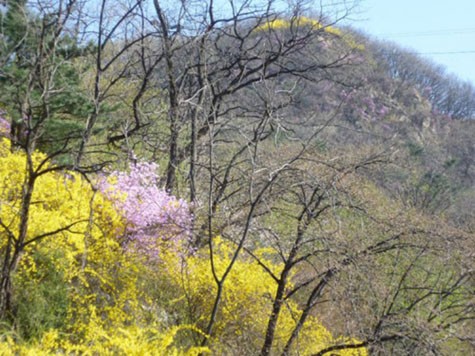 Lễ hội xuân ở núi Namsan Màu vàng óng ả của hoa liên kều xen kẽ với màu trắng tinh khôi của hoa anh đào và hoa đỗ quyên màu tím dịu dàng tạo nên một bức tranh mùa xuân đa dạng và đầy sức sống., biến Tháng Tư trở thành thiên đường của những cuộc dạo chơi với bóng cây.
