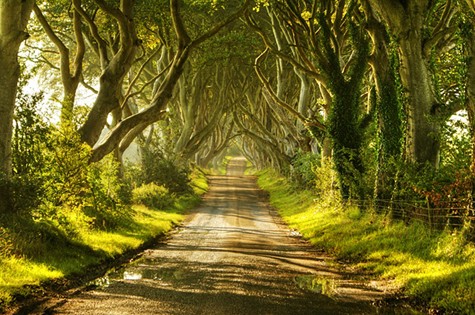 Hedges Dark là một đoạn đường ngắn tuyệt đẹp trên đường Bregagh gần Armoy, Ireland. Hơn 300 năm qua, hai hàng cây sồi già bên đường với những cành cong tự nhiên, đan xen vào nhau vùng với sương mù đã tạo cho con đường này một nét đẹp vừa hoang sơ, lãng mạn nhưng cũng rất bí ẩn. Người dân địa phương cho biết những cây sồi này được trồng bởi gia đình Stuart vào thế kỷ thứ mười tám. Ngày nay, Hedges Dark gây ấn tượng mạnh với những du khách và nổi tiếng đến mức đã trở thành một trong những thắng cảnh thiên nhiên được chụp ảnh nhiều nhất ở Bắc Ireland.