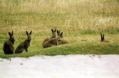 Thỏ rừng trên đảo North Bull