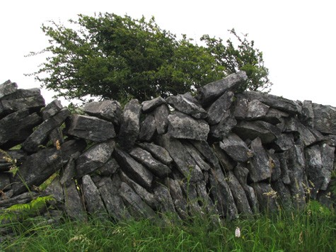 Hàng rào Burren