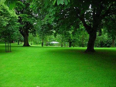 Công viên Phoenix là lá phổi tự nhiên của cả thành phố Dublin, tạo ra rất nhiều lợi ích cho thành phố về mặt môi trường và sức khoẻ cộng đồng.