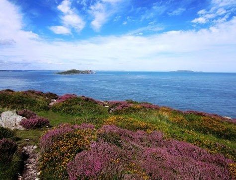 Cảnh đẹp từ Howth’s Cliff nhìn xuống biển, tràn đầy hoa