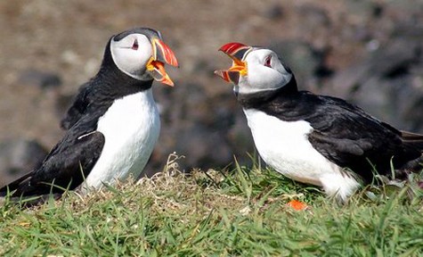 Vách đá Moher là nơi sinh sống của nhiều loài chim biển, trong đó có Atlantic Puffin (chim Hải âu cổ rụt Đại Tây Dương), Razorbill (chim Cộc, một loài chim Anca), Chough (Quạ chân đỏ) và Common Gull (Mòng biển).