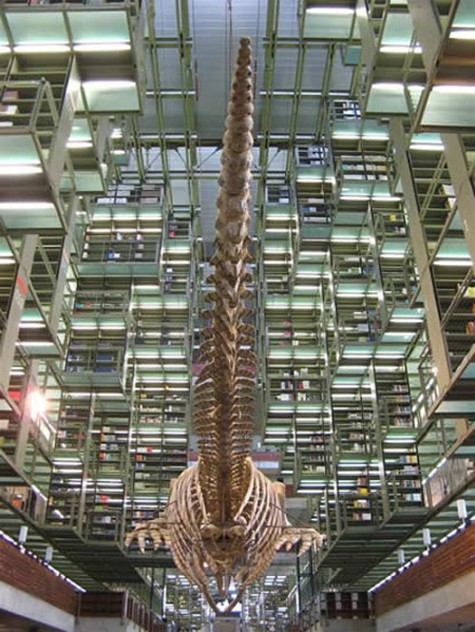 Thư viện Jose Vasconcelos Thư viện này đặt tại thủ đô của Mexico với diện tích rộng lớn và ở đại sảnh còn có cấu trúc xương khủng long khổng lồ được chế tạo bởi các nhà khoa học và nghệ sỹ tại Mexico.