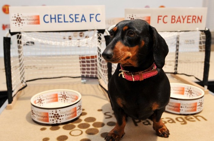 Chú chó có tên là Sissi đã trổ tài dự đoán kết quả trận chúng kết Champions League tại một trung tâm thương mại ở Munich. Sissi được đặt đứng giữa hai âu đựng thức ăn giống nhau và đừng sau là khung thành đại diện cho Bayern Munich và Chelsea...