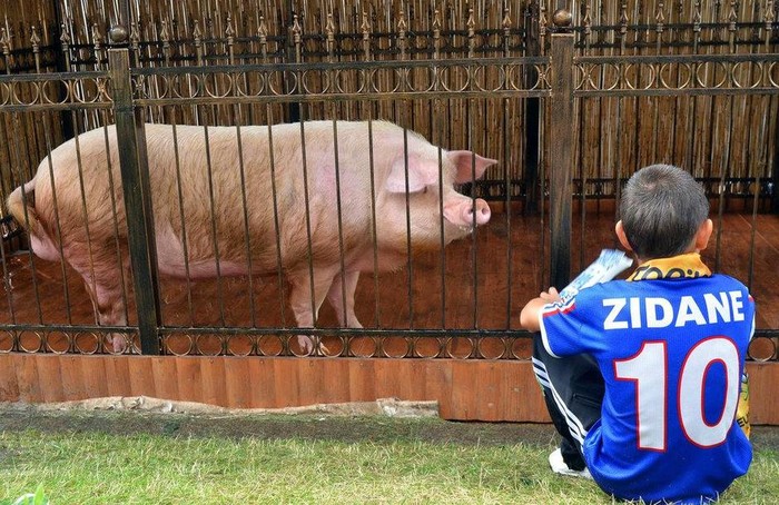 Một fan nhí của đội tuyển Pháp ngồi xem chú lợn 'tiên tri' dự đoán kết quả các trận đấu tại EURO 2012.