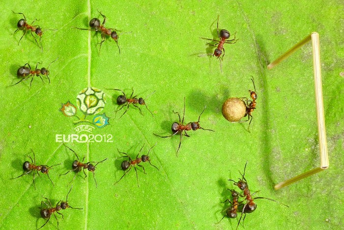Nhân sự kiện EURO 2012, nhiếp ảnh gia người Nga Andrey Pavlov đã giới thiệu bộ ảnh đặc biệt về những chú kiến tí hon đá bóng.
