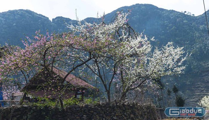 Hoa đào, hoa mận nở rực rỡ tại xã Phố Cáo, Đồng Văn, Hà Giang. Ảnh: Tùng Dương.