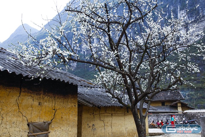Xã Phố Cáo chủ yếu là cây mận hoa trắng thường nở vào mùa xuân. Ảnh: Tùng Dương.