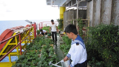 Các chiến sĩ quân đội nhân dân Việt Nam trồng rau xanh trên nhà giàn DK 1. Ảnh: TTXVN.