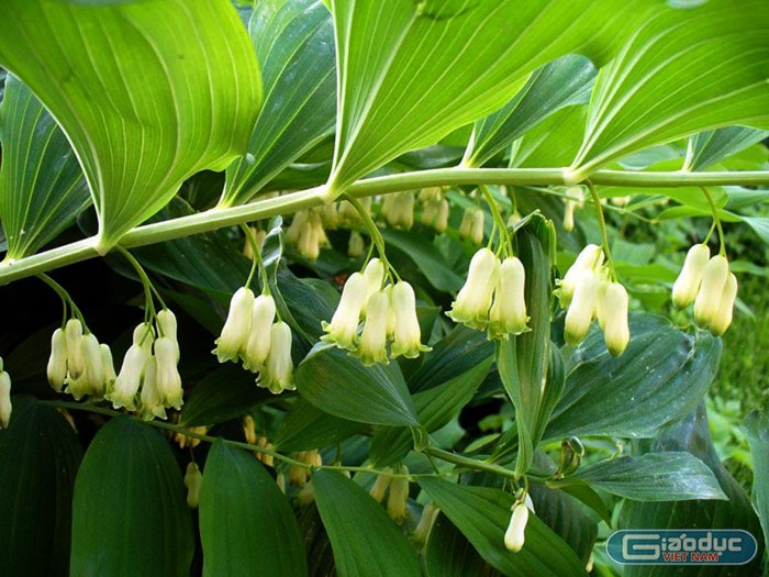 Cây Hoàng tinh hoa trắng là một loại thảo dược quý của Việt Nam.