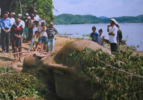 Sau voi rừng, giờ tới voi nhà cũng bị giết hại
