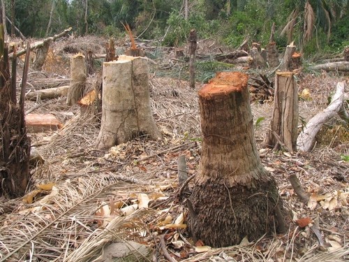 Bộ trưởng Phát: Nạn phá rừng vẫn diễn ra gay gắt (Ảnh minh họa)