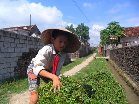 Em Xuân Dương đang rửa cỏ cho trâu.