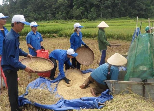 Trần Công Minh (đứng ngoài cùng, bên trái) cùng các sinh viên tình nguyện trong trường giúp bà con nông dân gặt lúa.