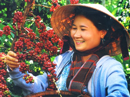 Ngành cà phê Việt Nam cần phải giải quyết nghịch lý: Xuất khẩu nhất nhì thế giới, nhưng giá trị kim ngạch thì rất nhỏ.