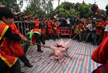 Tổ chức động vật châu Á đã khuyến cáo chấm dứt lễ hội chém lợn ở làng Ném Thượng. ảnh: dân trí.