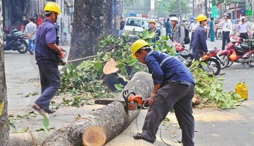 Vụ chặt hạ nhiều cây xanh gây bức xúc cho hàng triệu người dân Thủ đô. ảnh: hnm.