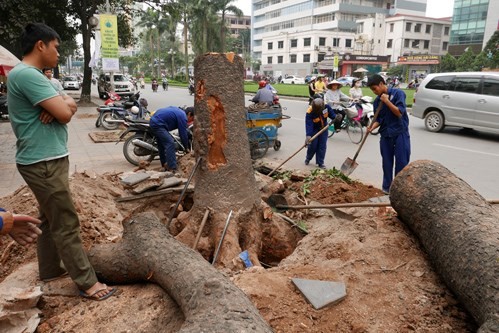 Nhiều cây xanh lâu năm trên đường phố Hà Nội bị chặt hạ gây bất bình trong dư luận. ảnh: Quý Đoàn/VNE.