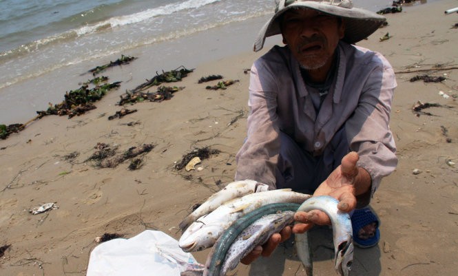 Cá chết hàng loạt tại biển Thừa Thiên - Huế. ảnh: Báo Tuổi trẻ.