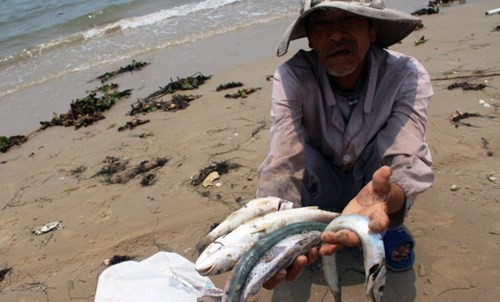 Ô nhiễm môi trường biển nghiêm trọng đã khiến hàng loạt hải sản chết bất thường, gây ảnh hưởng lớn tới ngư dân tại 4 tỉnh miền Trung. ảnh: Tuổi trẻ.