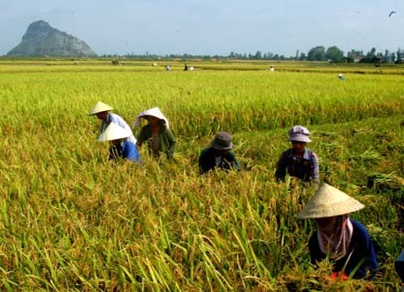 Chính phủ yêu cầu doanh nghiệp đầu mối xuất khẩu gạo phải có vùng nguyên liệu. ảnh minh họa: TTXVN.