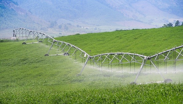Hệ thống tưới nước hiện đại trên cánh đồng trang trại bò sữa TH.