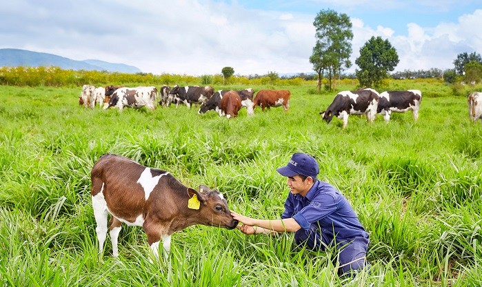 Vinamilk đã hoàn tất việc chứng nhận và đưa vào hoạt động trang trại bò sữa organic đầu tiên tại Việt Nam theo chuẩn Châu Âu tại tỉnh Lâm Đồng. Dự kiến vào giữa tháng 12/2016, Vinamilk sẽ cho ra mắt sản phẩm sữa tươi organic cao cấp đầu tiên được sản xuất tại Việt Nam.