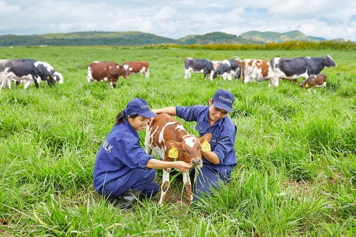 Quy trình chăm sóc bò của Vinamilk được công bố là theo tiêu chuẩn châu Âu.