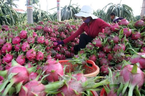 Hàng nông sản chất lượng cao đang là thế mạnh của Việt Nam. ảnh: TTXVN.