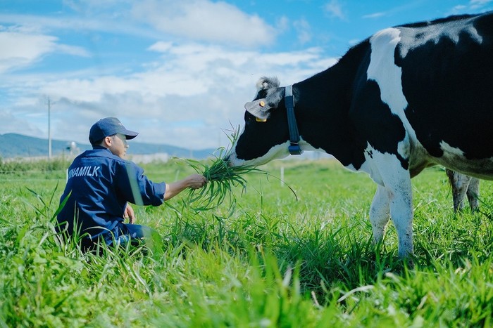 Quy trình chăm sóc bò sản xuất sữa organic vô cùng khắt khe với những tiêu chuẩn hàng đầu thế giới.
