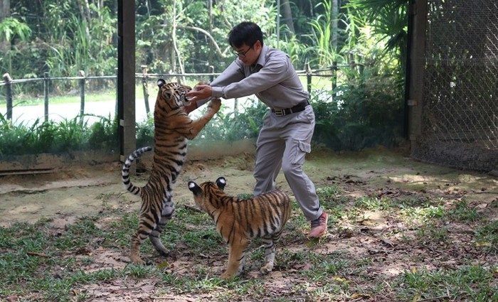 Hai trong bốn chú hổ con Bengal “thế hệ F1” đang chơi đùa cùng chuyên viên chăm sóc.