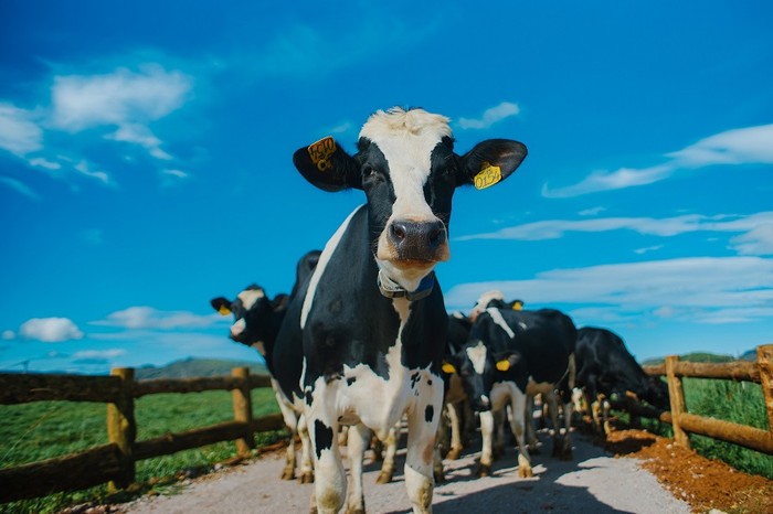 Đàn bò organic của Vinamilk được nhập khẩu từ nước Úc.