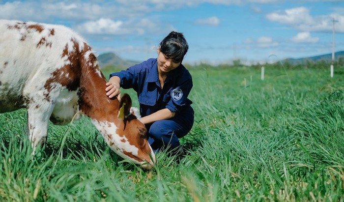 Các gia đình tham gia tour du lịch kỳ thú tại trang trại bò sữa Organic của Vinamilk sẽ được hòa bình cùng thiên nhiên, tận hưởng bầu không khí mát lạ trên những cánh đồng cỏ xanh mát.