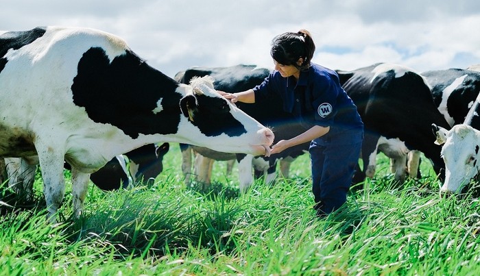 Việc chăm sóc bò sữa theo tiêu chuẩn Organic luôn được Vinamilk tuân thủ nghiêm ngặt.