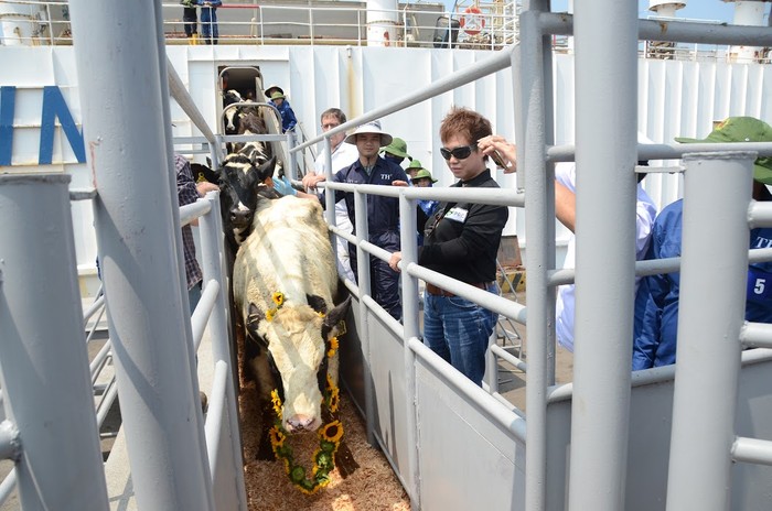 Cô bò sữa cao sản đầu tiên trong đàn bò gần 1.300 con nhập khẩu từ Mỹ đã đặt chân xuống cầu cảng Cửa Lò để lên xe về trang trại TH.