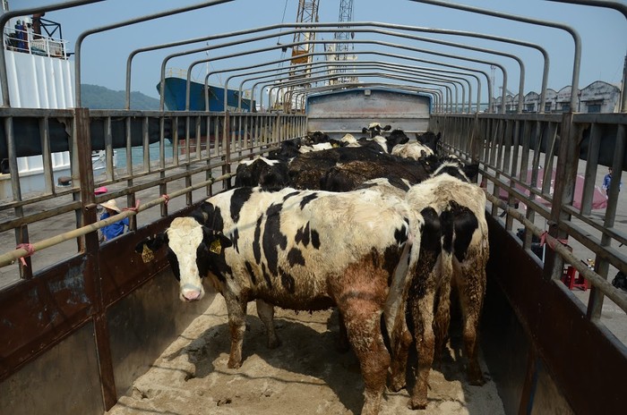 Đàn bò di chuyển về trang trại bò sữa TH, toàn bộ cuộc di chuyển cần 41 xe tải cỡ lớn, chạy 2 vòng (82 chuyến).