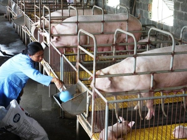 Đẩy nhanh các biện pháp đàm phán tìm thị trường xuất khẩu sản phẩm chăn nuôi. ảnh: TTXVN