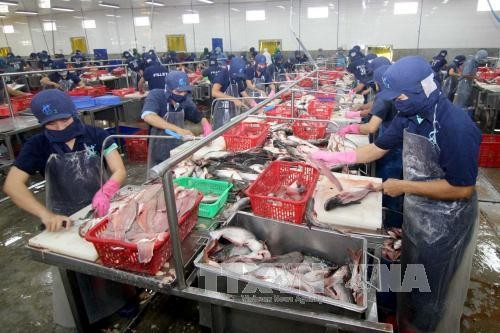 Nghị định 55/2017/NĐ-CP quy định về quản lý nuôi, chế biến và xuất khẩu sản phẩm cá Tra. ảnh: TTXVN.