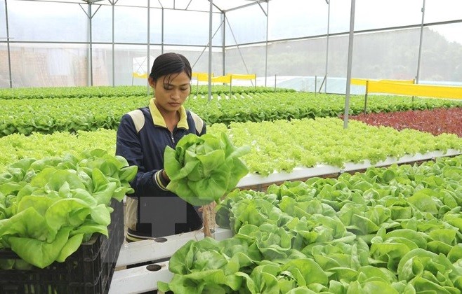 Phát triển nông nghiệp là một trong những lợi thế của Việt Nam. ảnh: TTXVN.