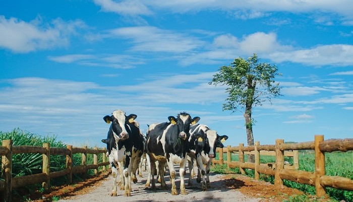 Những cô bò trên trang trại Organic Đà Lạt – trang trại bò sữa đạt tiêu chuẩn organic châu Âu đầu tiên tại Việt Nam.