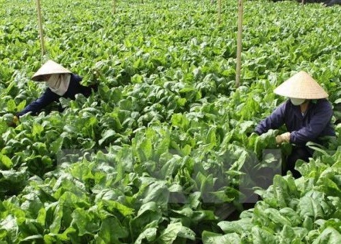 Phát triển nông nghiệp chất lượng cao được xem là tiềm năng của Việt Nam. ảnh minh họa: TTXVN.
