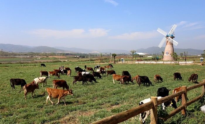 Những cô bò nhởn nhơ gặm cỏ tại trang trại Organic Đà Lạt – trang trại Organic đầu tiên đạt tiêu chuẩn châu Âu tại Việt Nam.