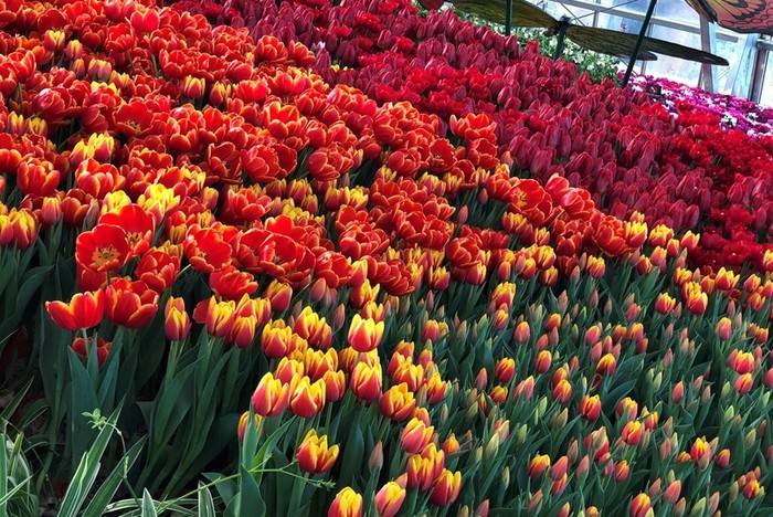 Khu vườn Châu Âu với những làn hoa tulip rực rỡ sắc màu “đốn tim” du khách.