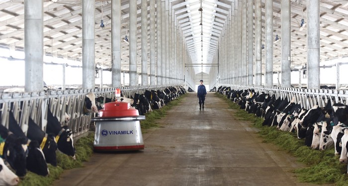 Robot dọn cỏ Lely Juno hiện đại chỉ có ở trang trại bò sữa của Vinamilk. ảnh: Hoàng Hà.