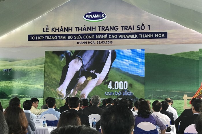 Trang trại số 1 có 4000 con bò. Bò được nhập từ Mỹ dưới sự giám sát chặt chẽ theo tiêu chuẩn quốc tế.