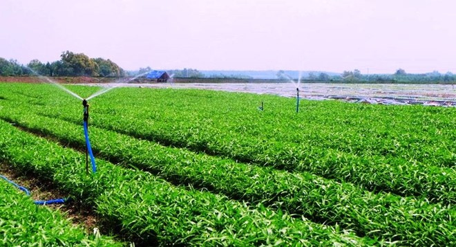 Chính phủ khuyến khích phát triển nông nghiệp hữu cơ. ảnh minh họa: vietnamplus.