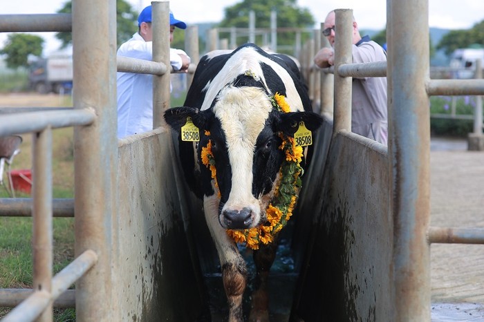 Bò sữa cao sản thuần chủng Holstein Friesian (HF) được Tập đoàn TH nhập từ Mỹ về Việt Nam.